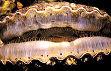 Eyes on the mantle of a scallop shell