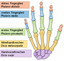 Finger bones (green, blue and pink)