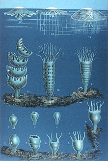 Rozwój meduz. Obraz ten pochodzi z książki "Das Meer" (Morze), autorstwa Matthiasa Jacoba Schleidena. Na górze są meduzy, czyli meduzy; na dole są polipy. W środku polipy strobilują (dzielą się poziomo), tworząc meduzy.