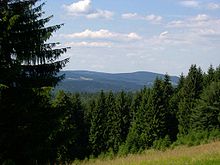 Spruce forest at the Schneekopf
