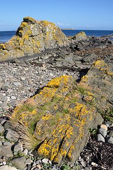 Diger på sydkysten af Isle of Arran (Skotland)