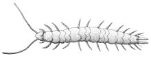 Scutigerella immaculata , une symphyse