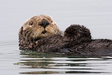 Als essentiële soort is de otter van cruciaal belang voor het voortbestaan van een kelpbos.