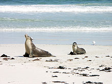 Leões marinhos australianos da Seal Bay