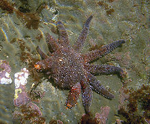 Uma estrela-do-mar regenera seus braços