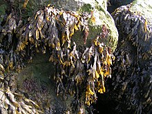 Met zeewier bedekte rotsen in het Verenigd Koninkrijk  