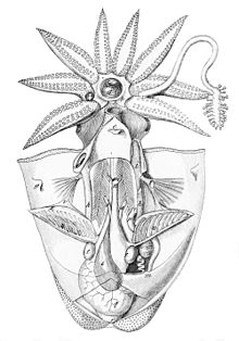 Historical drawing of a cuttlefish (Sepia officinalis, a member of the octopus family) dissected from the ventral side