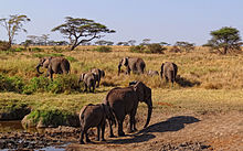 Afrikaanse olifanten in de Serengeti savanne