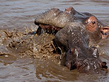 Two fighting hippos