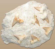 Fossil teeth of the Eocene shark Otodus obliquus. Such teeth were long interpreted as tongue stones (glossopetrae), among other things, and were only correctly recognized in the 17th century. Since sharks form new teeth throughout their lives (revolver dentition), shark teeth are among the most common vertebrate finds, whereas the cartilaginous shark skeleton is only rarely preserved in fossils.