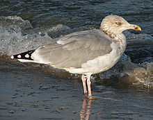 Herring Gull in plain dress (probably fourth winter)