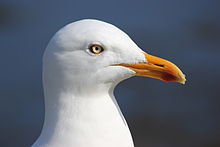 Herring Gull Profile