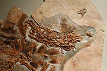 Fossil af Sinornithosaurus, det første bevis på fjer hos dromaeosaurider