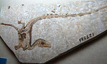 Fossil av Sinosauropteryx, första fossil av en dinosaurie med fjädrar som definitivt inte är avialisk.