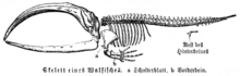 Skeleton of a baleen whale (without baleen)