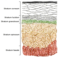 Cell layers of human epidermis