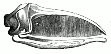 Skull of a baleen whale