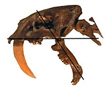 Craniul Smilodonului pentru a arăta o deschizătură largă