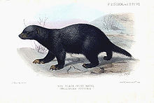Ratel negro (M. c. cottoni)