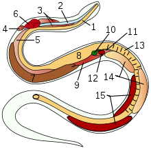 Diagram of the anatomy of a snake: 1 Esophagus 2 Trachea 3 tracheal lung 4 rudimentary left lung 5 right lung 6 heart 7 liver 8 stomach 9 air sac 10 gall bladder 11 Pancreas 12 Spleen 13 Intestine 14 Testicles 15 Kidneys