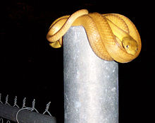 Hnědý had na plotě  