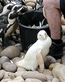 Albinotični afriški pingvin