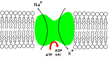 A bomba de sódio-potássio que alguns halófilos usam para absorver íons de potássio e remover íons de sódio