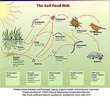 Een bodemvoedselweb  
