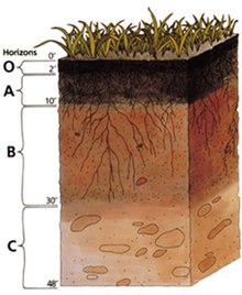 Schematic soil profile