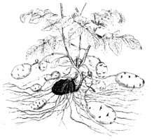 Lower part of a plant. The mother tuber is dark marked.