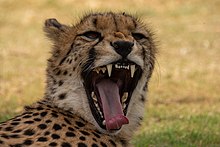 Broadened nose and dentition of the cheetah