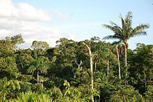 South American Jungle