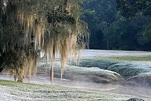 バリギュイ公園の霜