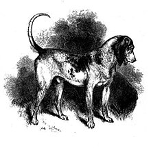 Southern Hound tros vara en förfader till Beagle.