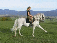 Trening koni do zawodów.