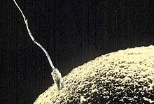 Een spermacel probeert een eicel binnen te dringen en zich ermee te versmelten.