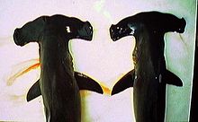 The cephalofoil of the scalloped hammerhead shark (left) and the smooth hammerhead shark (right) in comparison