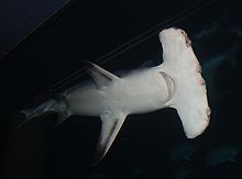 The very wide "hammer" of a Great Hammerhead Shark