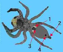 1. Buchlunge, 2. die Spinnwirbel, 3. das Epigynum, 4. das Trachealspiakel