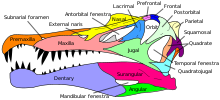 関連するスピノサウルスのラベル付き頭蓋骨図