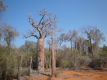 Tropical dry forest, Madagascar