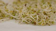 Semillas de alfalfa germinadas