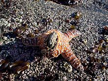Estrella de mar Pisaster ochraceus comiendo un mejillón junto a una piscina de mareas  