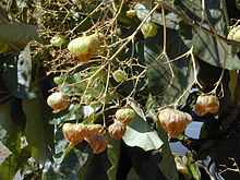 Leaves and fruits of the teak tree