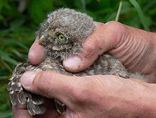 Approx. 3½ week old Little Owl taken out of nest tube for ringing. Berger Hang, Frankfurt am Main