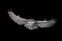 Little Owl in Flight
