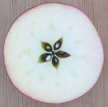 Apple fruit of cultivated apple (Malus domestica) in cross-section