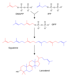 Schematic representation of the lanosterol synthesis.