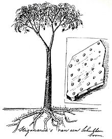 Rekonstrukce rodu Lepidodendron podle holandského vědce Eliho Heimanse (1911)  
