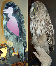Harmaapöllön poikkileikkausnäyte, josta näkyy rungon höyhenpeitteen laajuus, Zoological Museum, Kööpenhamina.  